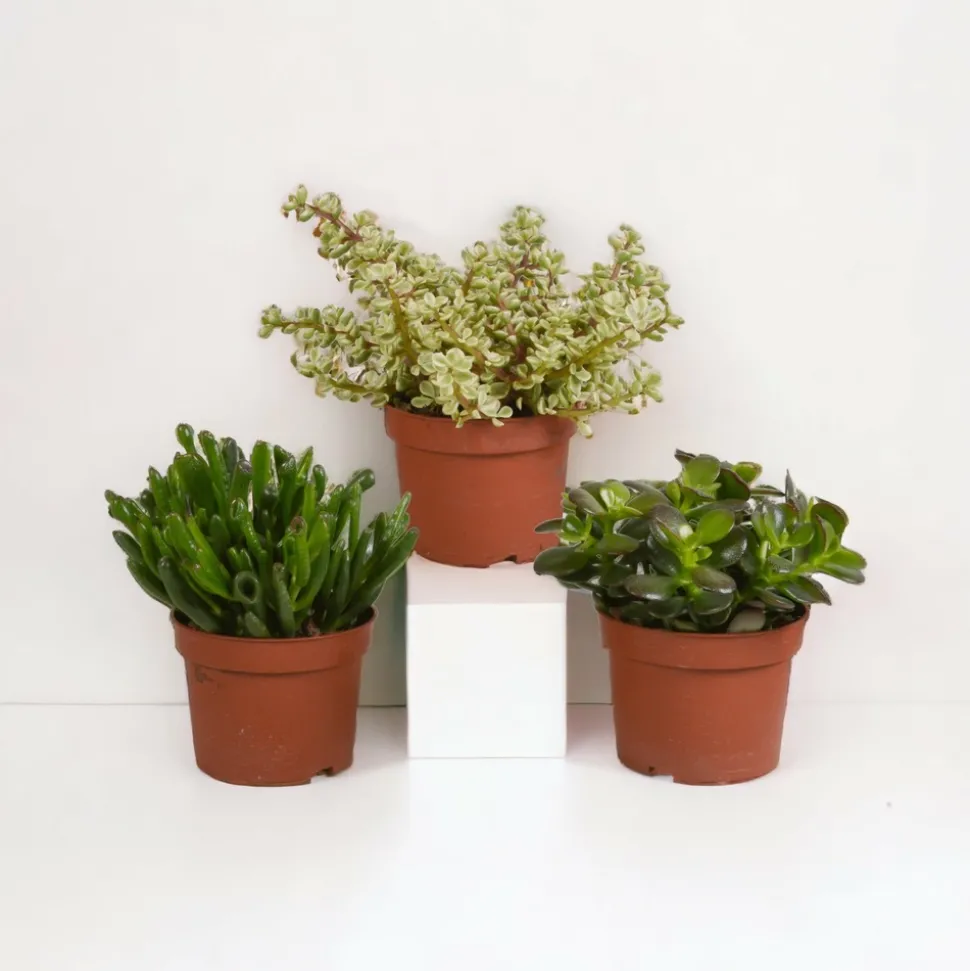LA GREEN TOUCH - Crassula, box de 3 plantes h21cm
