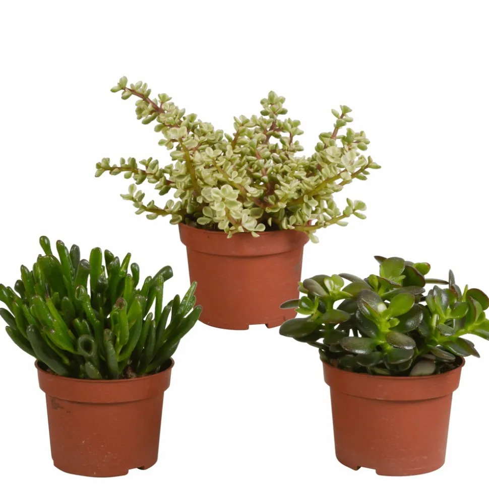 LA GREEN TOUCH - Crassula, box de 3 plantes h21cm