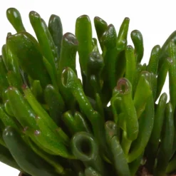 LA GREEN TOUCH - Crassula, box de 3 plantes h21cm