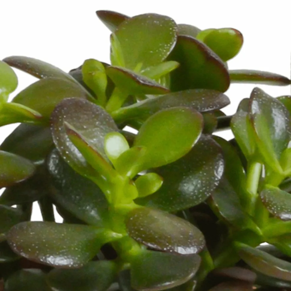 LA GREEN TOUCH - Crassula, box de 3 plantes h21cm