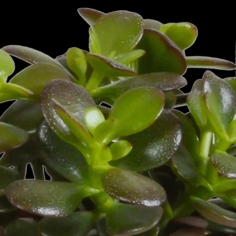 LA GREEN TOUCH - Crassula, box de 3 plantes h21cm