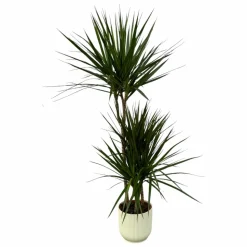 LA GREEN TOUCH - Dracaena marginata et son pot blanc - hauteur 120cm