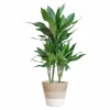 LA GREEN TOUCH - Dracaena janet lindt et son pot panier blanc - hauteur 95cm