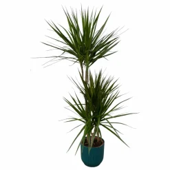 LA GREEN TOUCH - Dracaena marginata et son pot bleu - hauteur 120cm