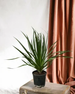 LA GREEN TOUCH - Dracaena draco 100cm - plante d'intérieur