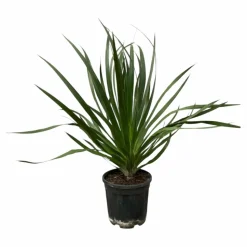 LA GREEN TOUCH - Dracaena draco 100cm - plante d'intérieur