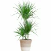 LA GREEN TOUCH - Dracaena marginata et son pot panier blanc - hauteur 95cm