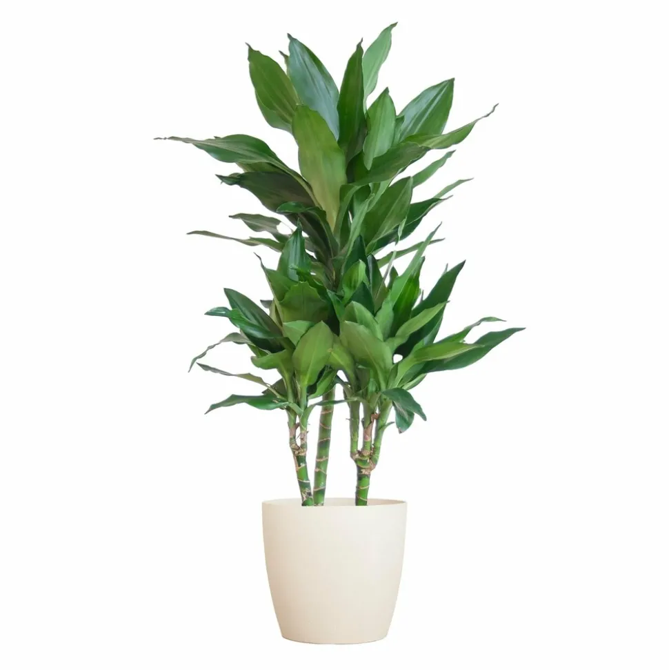 LA GREEN TOUCH - Dracaena janet lindt et son pot blanc - hauteur 95cm