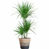 LA GREEN TOUCH - Dracaena marginata et son pot panier multicolor - hauteur 95cm