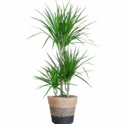 LA GREEN TOUCH - Dracaena marginata et son pot panier multicolor - hauteur 95cm