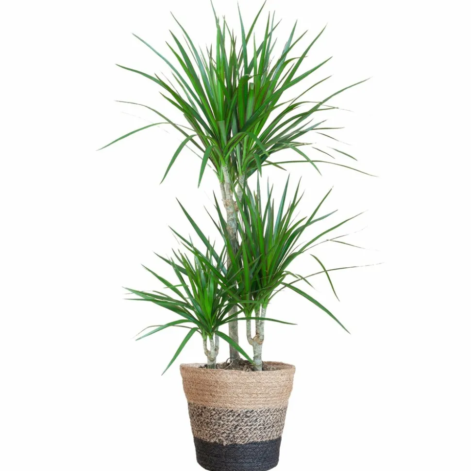 LA GREEN TOUCH - Dracaena marginata et son pot panier multicolor - hauteur 95cm