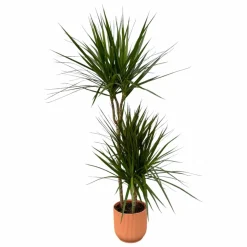 LA GREEN TOUCH - Dracaena marginata et son pot rose - hauteur 120cm