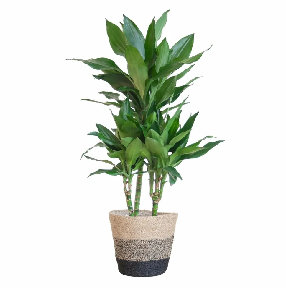 LA GREEN TOUCH - Dracaena janet lindt et son pot panier multicolor - hauteur 95cm