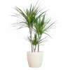 LA GREEN TOUCH - Dracaena marginata et son pot blanc - hauteur 95cm