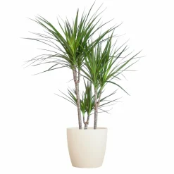 LA GREEN TOUCH - Dracaena marginata et son pot blanc - hauteur 95cm