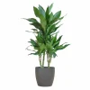 LA GREEN TOUCH - Dracaena janet lindt et son pot gris - hauteur 95cm