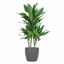 LA GREEN TOUCH - Dracaena janet lindt et son pot gris - hauteur 95cm