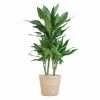 LA GREEN TOUCH - Dracaena janet lindt et son pot panier naturel - hauteur 95cm