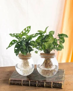 LA GREEN TOUCH - Duo hydroculture monstera/syngonium