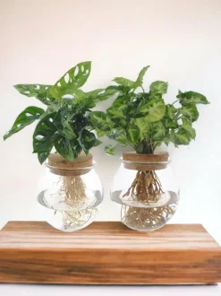 LA GREEN TOUCH - Duo hydroculture monstera/syngonium