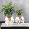 LA GREEN TOUCH - Duo hydroculture monstera/clusia