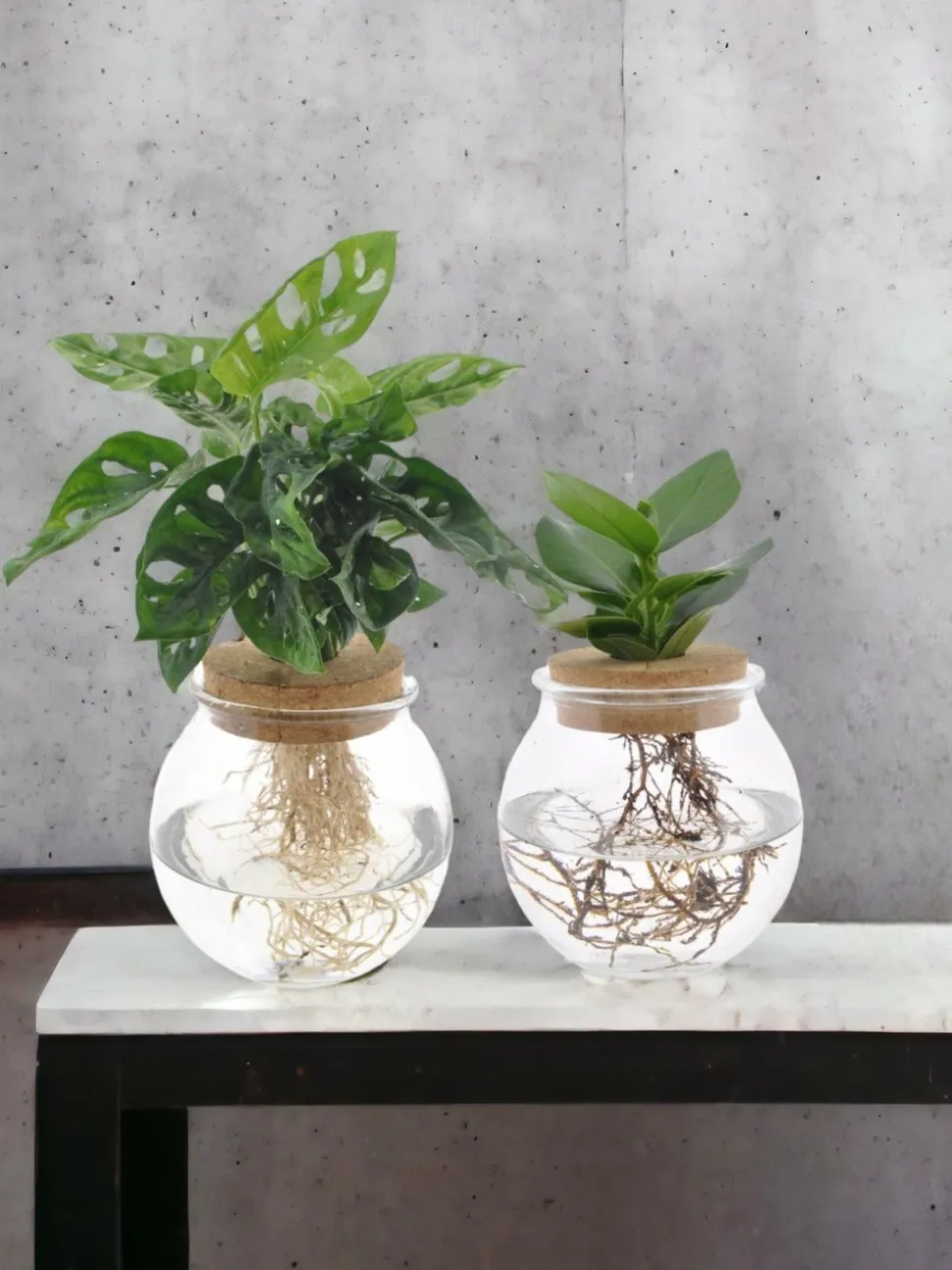LA GREEN TOUCH - Duo hydroculture monstera/clusia