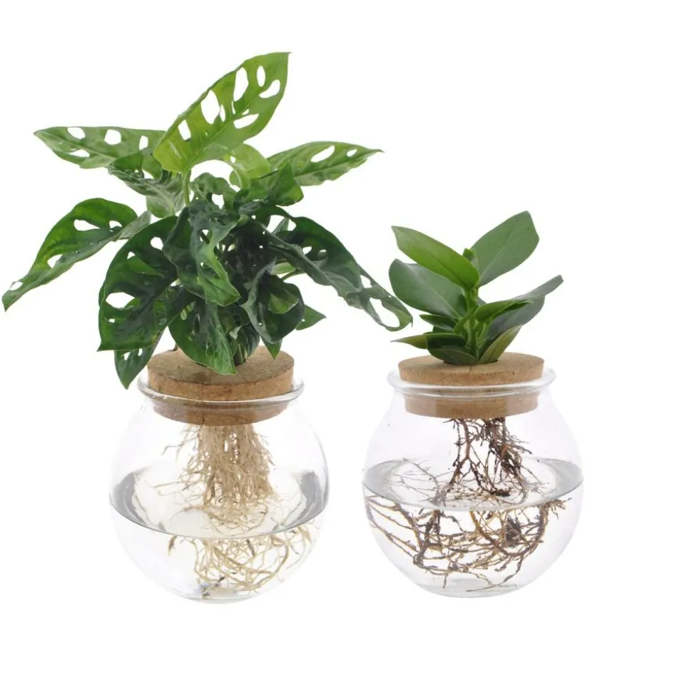 LA GREEN TOUCH - Duo hydroculture monstera/clusia
