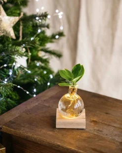 LA GREEN TOUCH - Duo samoa- hydroculture