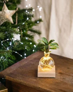 LA GREEN TOUCH - Duo samoa- hydroculture