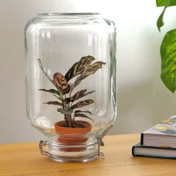 LA GREEN TOUCH - Easyplant - baby plante sous verre -