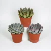 LA GREEN TOUCH - Echeveria, box de 3 plantes, h15cm