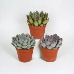 LA GREEN TOUCH - Echeveria, box de 3 plantes, h15cm