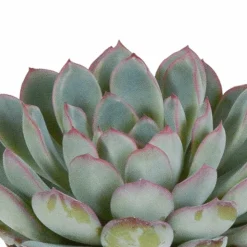 LA GREEN TOUCH - Echeveria, box de 3 plantes, h15cm