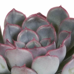 LA GREEN TOUCH - Echeveria, box de 3 plantes, h15cm