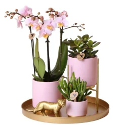 LA GREEN TOUCH - Ensemble de plantes vertes avec orchidée rose et accessoires