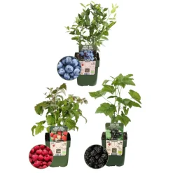 LA GREEN TOUCH - Ensemble de 3 plantes fruitières bio