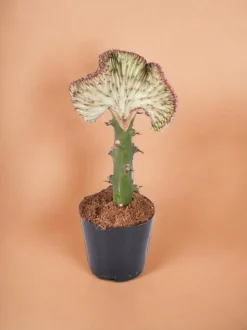 LA GREEN TOUCH - Euphorbe lactea cristata rood