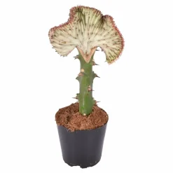 LA GREEN TOUCH - Euphorbe lactea cristata rood