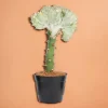 LA GREEN TOUCH - Euphorbia lactea cristata blanc