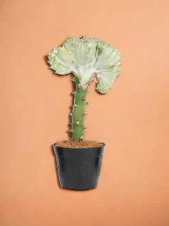 LA GREEN TOUCH - Euphorbia lactea cristata blanc
