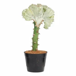 LA GREEN TOUCH - Euphorbia lactea cristata blanc