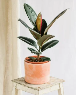 LA GREEN TOUCH - Ficus burgundy 55cm - plante d'intérieur