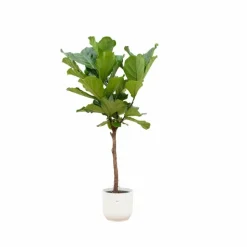 LA GREEN TOUCH - Ficus lyrata et son pot blanc - hauteur 160cm