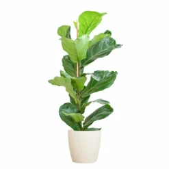 LA GREEN TOUCH - Ficus lyrata et son pot blanc - hauteur 80cm