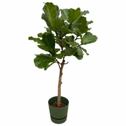 LA GREEN TOUCH - Ficus lyrata et son pot vert + reservoir - hauteur 160cm