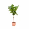 LA GREEN TOUCH - Ficus lyrata et son pot rose - hauteur 160cm