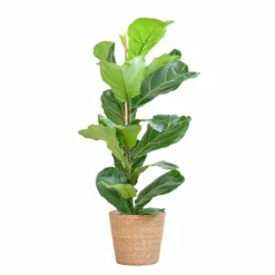 LA GREEN TOUCH - Ficus lyrata et son pot panier naturel - hauteur 80cm