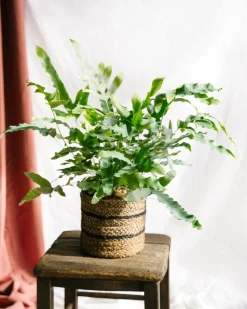 LA GREEN TOUCH - Fougère phlebodium blue star 60cm - plante d'intérieur