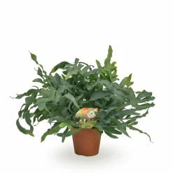 LA GREEN TOUCH - Fougère phlebodium blue star 60cm - plante d'intérieur