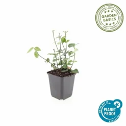 LA GREEN TOUCH - Fusain de fortune 'coloratus' x6 – entre 0,38 et 0,5m2